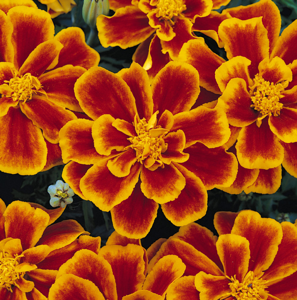Durango Flame Marigold HIWAY GARDEN CENTER