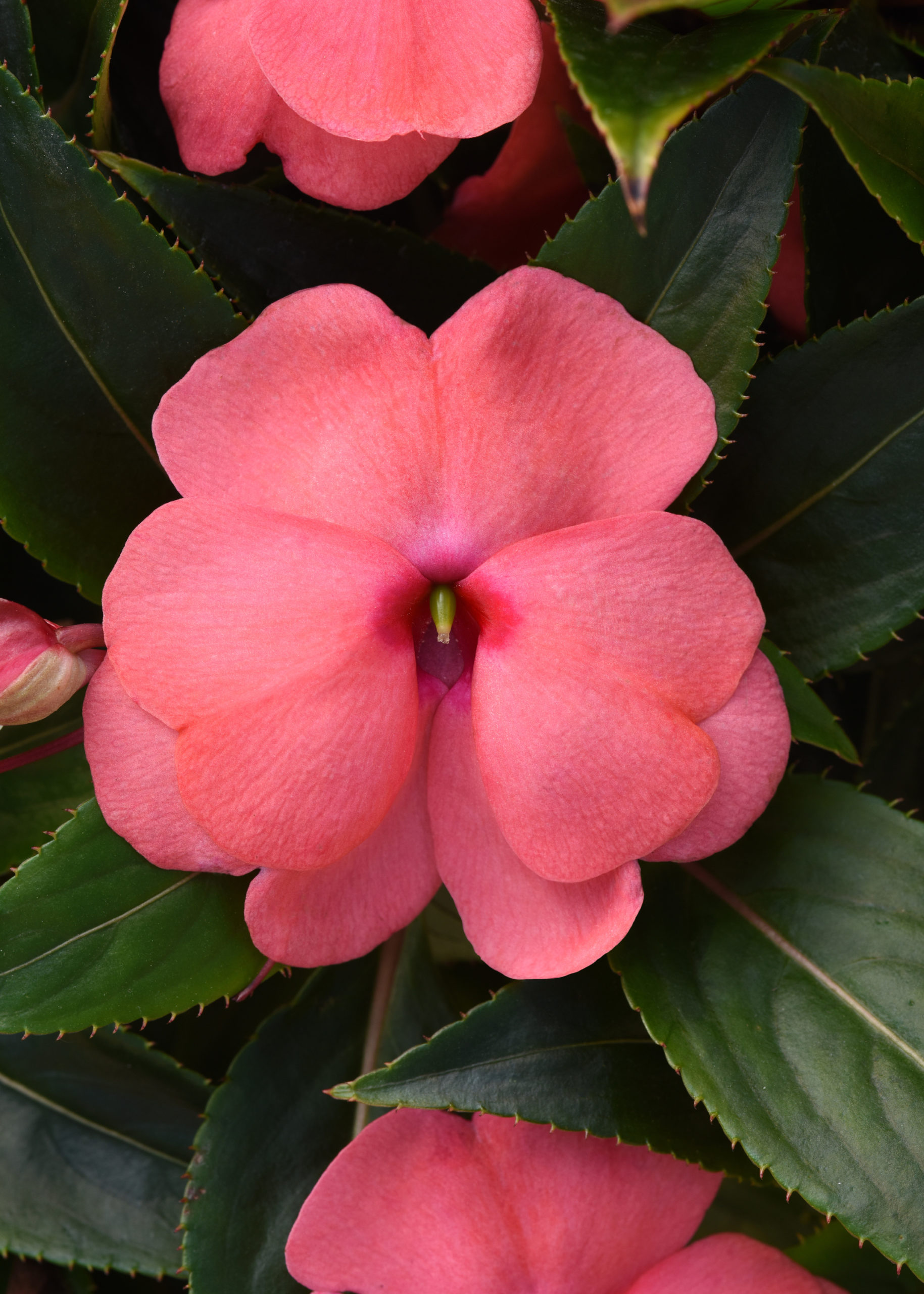 New_Guinea_Impatiens_ColorPower_Salmon_Pink_Bloom_26502
