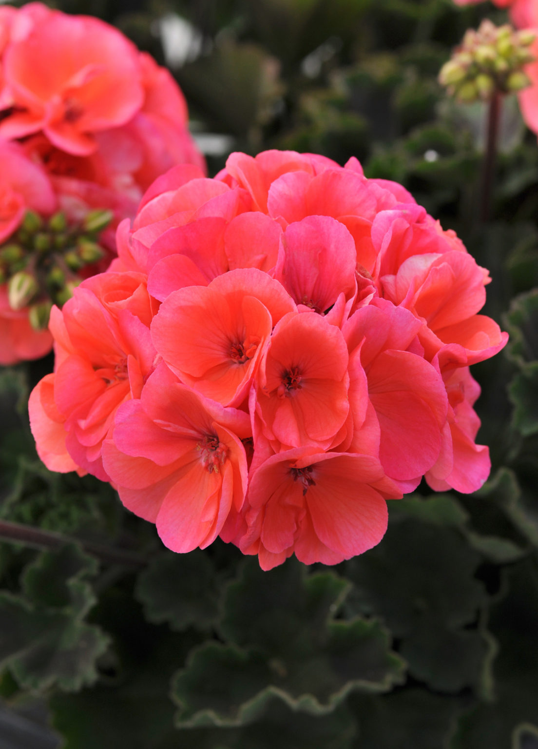 Geranium Salmon HIWAY GARDEN CENTER